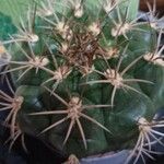 Gymnocalycium saglionis Leaf