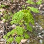 Acer spicatum برگ