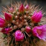 Mammillaria backebergiana 花