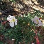 Eulobus californicus Flower