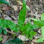 Helminthostachys zeylanica Leaf