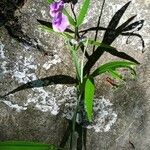 Lathyrus venetusКветка