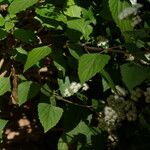 Ageratina adenophora Лист