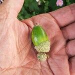 Quercus pontica Fruit