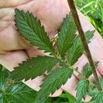 Agrimonia eupatoria Φύλλο