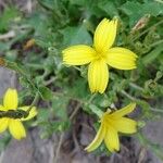 Lactuca viminea Flower