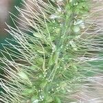 Setaria viridis Floare