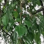Ficus benjamina পাতা