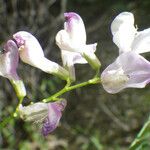 Vicia altissima 花