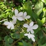 Viburnum plicatum Kvet