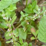 Polygonum plebeium Plante entière