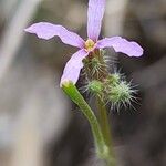 Chorispora tenella 花