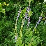 Galega orientalis Lorea