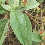 Melhania velutina Leaf