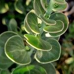 Polygala tinctoria Bark