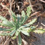 Plantago macrorhiza Blatt