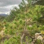 Pinus cembroides 葉