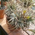 Deuterocohnia longipetala Hàbitat