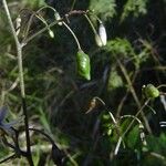 Dianella adenanthera Hábito