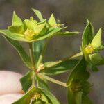 Euphorbia taurinensis Virág
