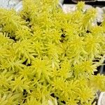 Sedum japonicum Lapas