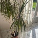 Dracaena reflexaLiść