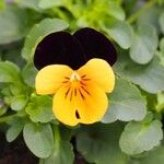 Viola tricolor Flower