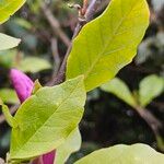 Magnolia liliiflora पत्ता