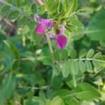 Vicia sativaBloem