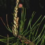 Pinus virginiana Habit