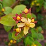 Hypericum androsaemum Anders