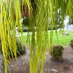 Acacia cognata Fuelha