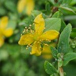 Hypericum hypericoides Квітка