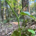 Ranunculus recurvatus Kora