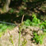 Carex pilulifera ഫലം