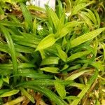 Reineckea carnea Hoja