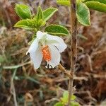 Hibiscus flavifolius 花