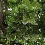 Tilia tomentosa Leaf