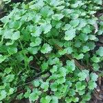 Ranunculus muricatus Habit