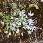 Allium subhirsutum Цветок