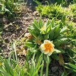 Primula × polyantha Blüte