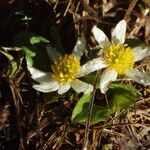 Caltha leptosepala عادت