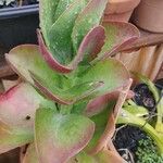 Cotyledon orbiculata Folha