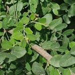 Phyllanthus reticulatus Leaf