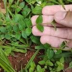 Cuphea ericoides Hoja