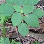 Laportea canadensis Folla