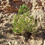 Pinus cembra موطن