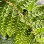 Polystichum polyblepharonBlad