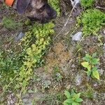 Lycopodium complanatum Feuille