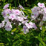 Phlox paniculata പുഷ്പം